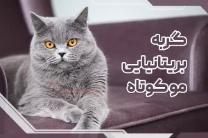 نژاد بریتیش شورت هیر