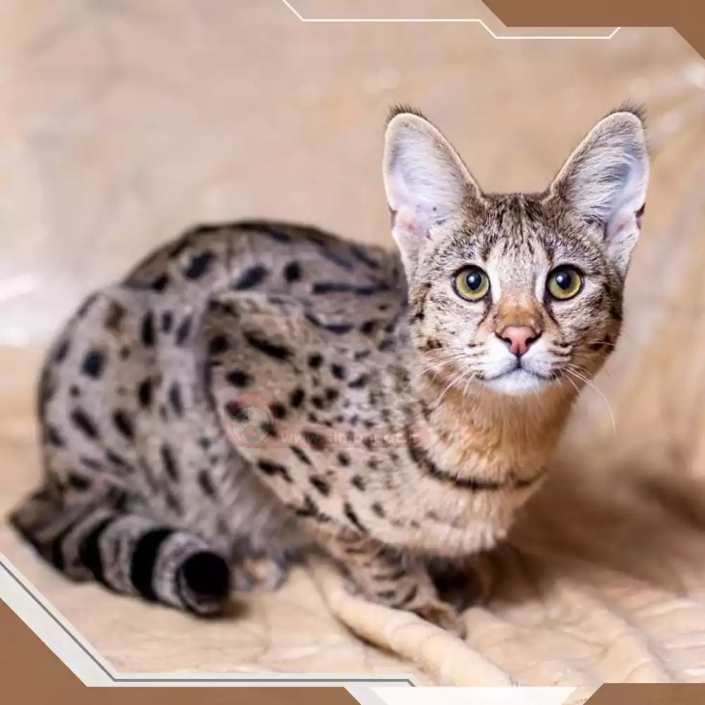 نژاد گربه ساوانا