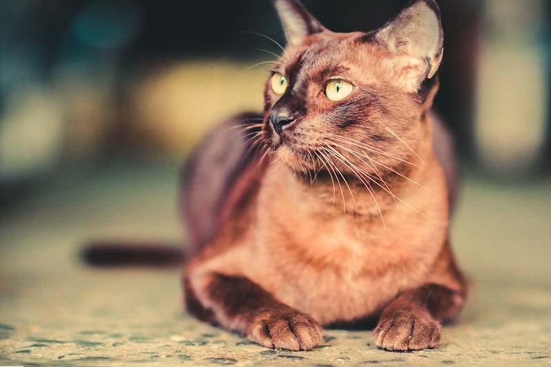 نگاه جذاب گربه برمه ای