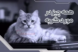 همه چیز در مورد گربه