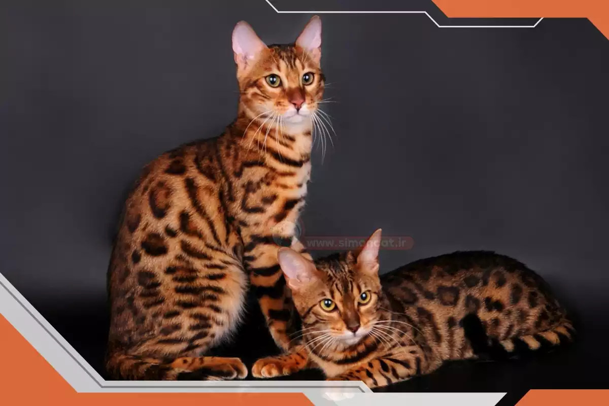پرورش گربه نژاد بنگال