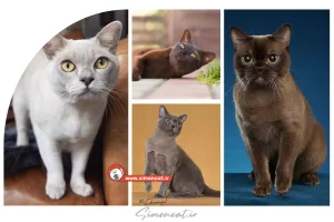 گربه برمه ای