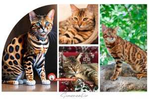 گربه بنگال