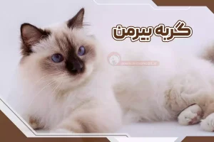 گربه بیرمن