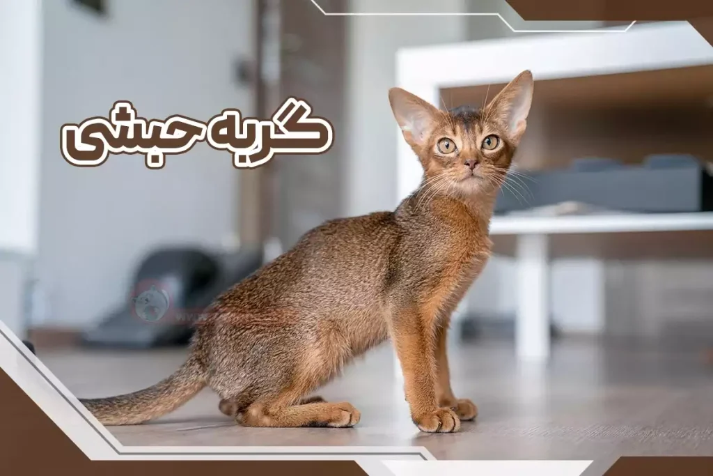 گربه حبشی