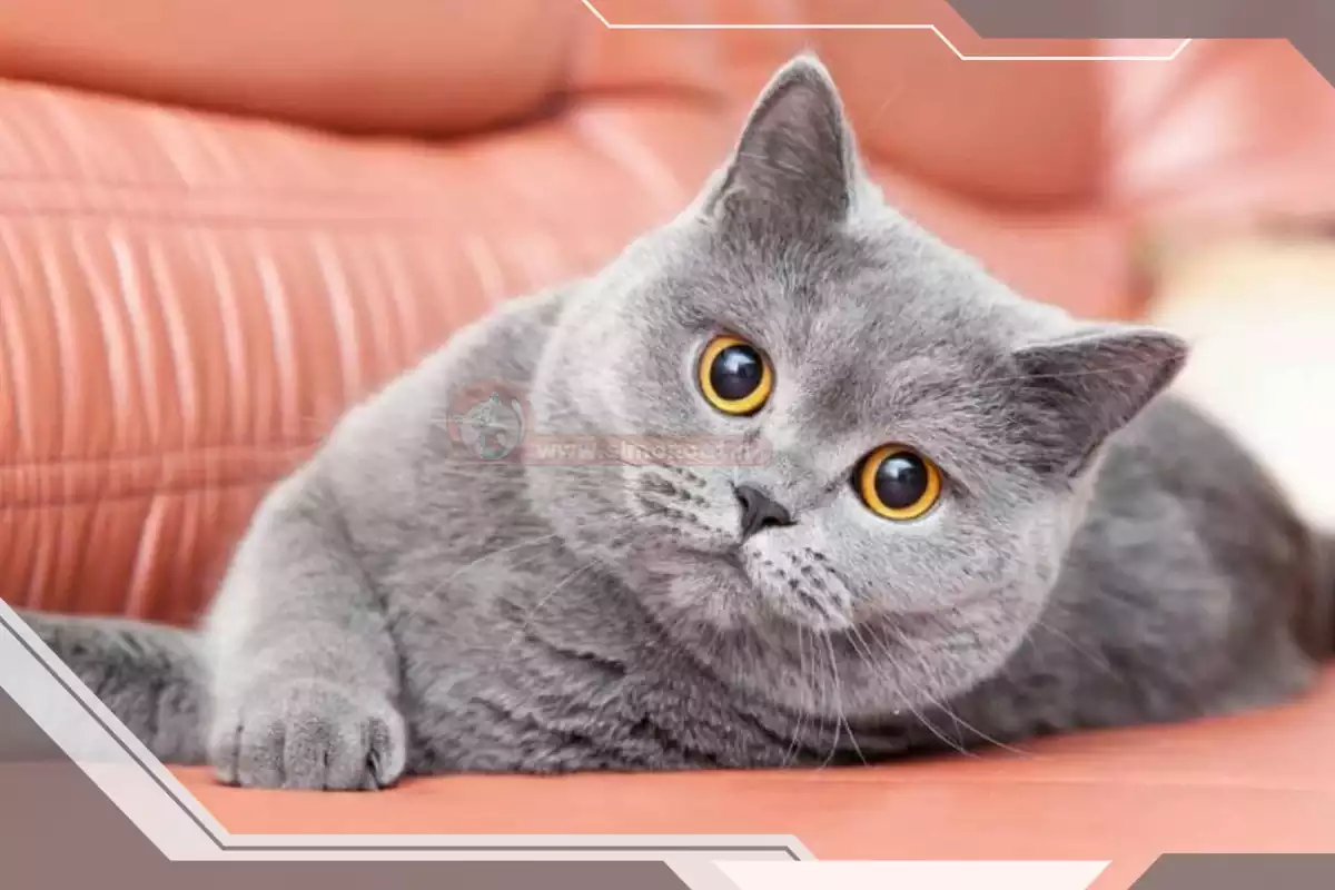 گربه خاکستری نژاددار