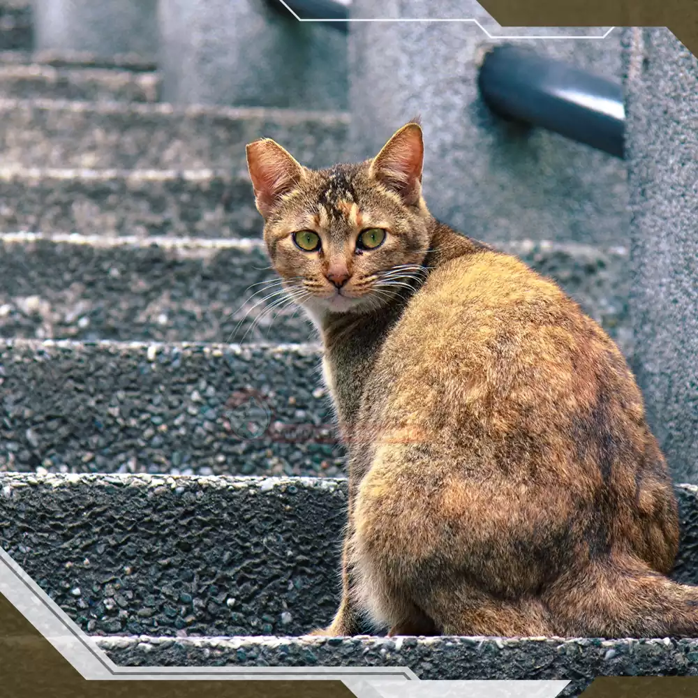 گربه خیابانی