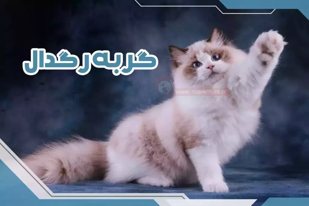 گربه رگدال