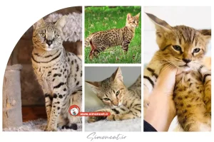 گربه ساوانا