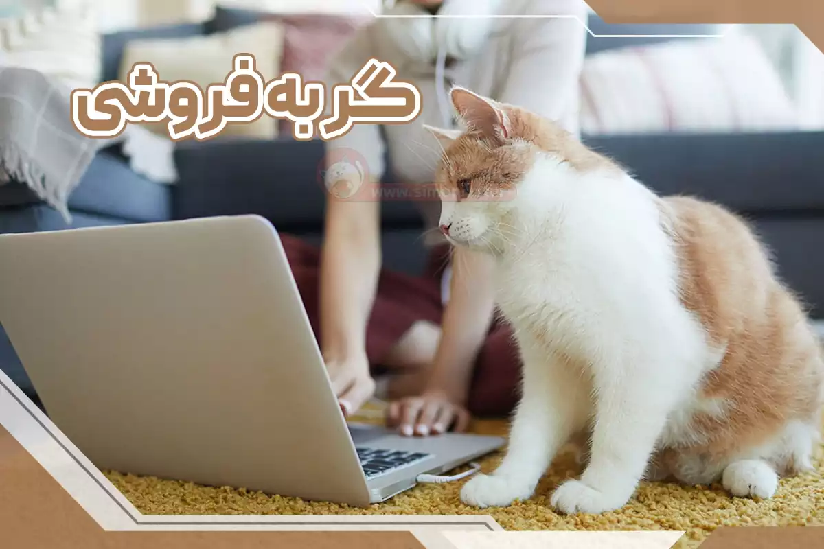 گربه فروشی