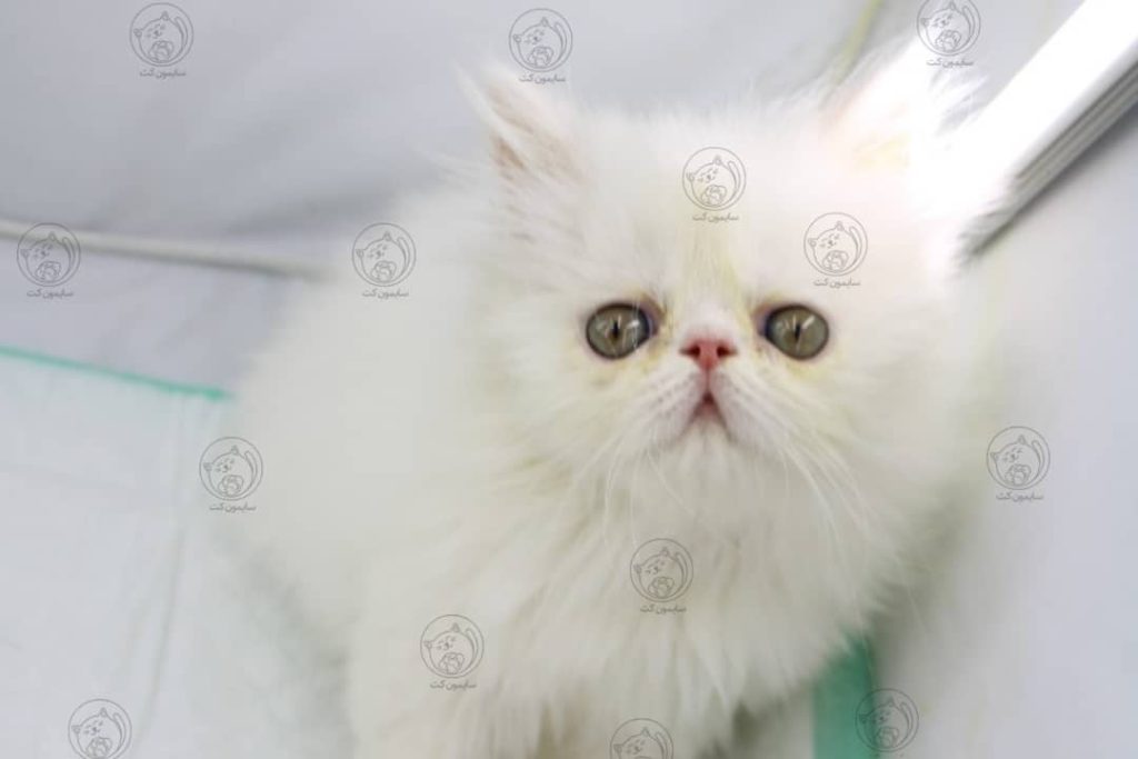 نژاد گربه پرشین فلت