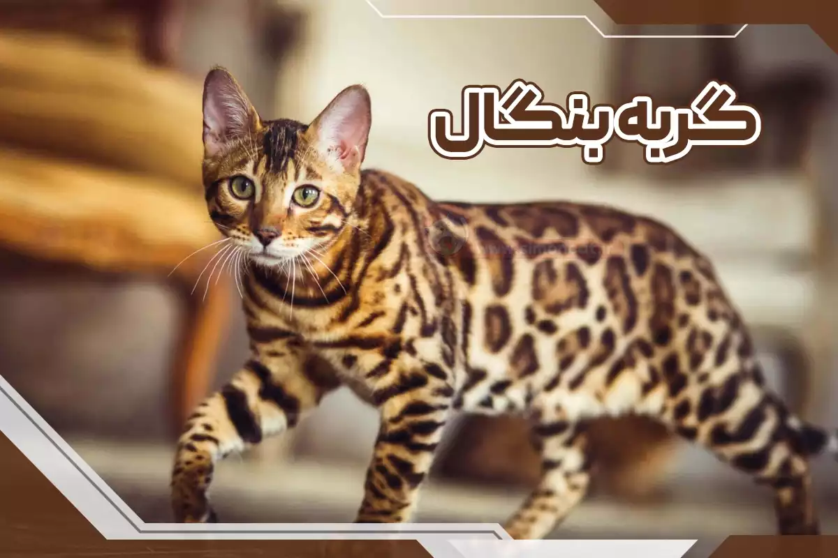 گربه نژاد بنگال