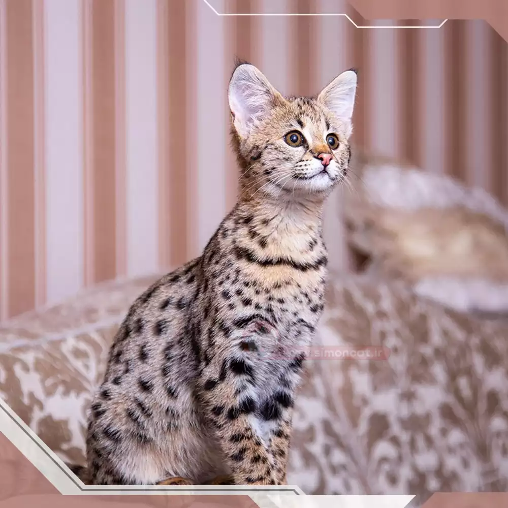 گربه نژاد خاص