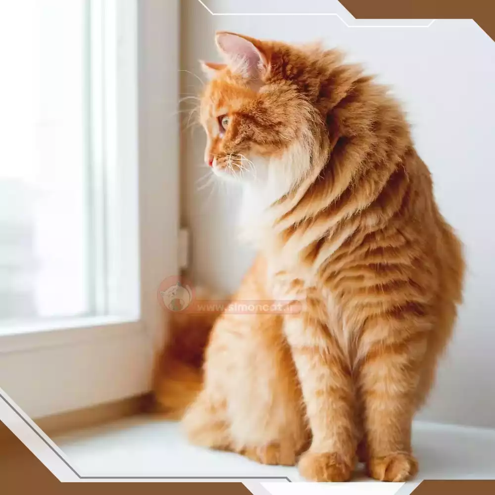 گربه نژاد دار گلد