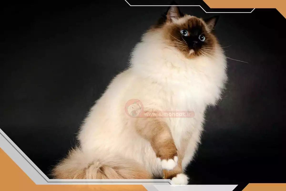 گربه نژاد رگدال