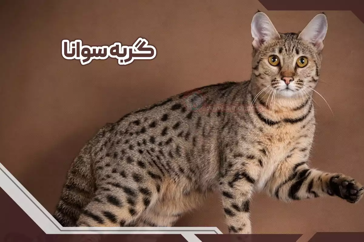 گربه نژاد ساوانا