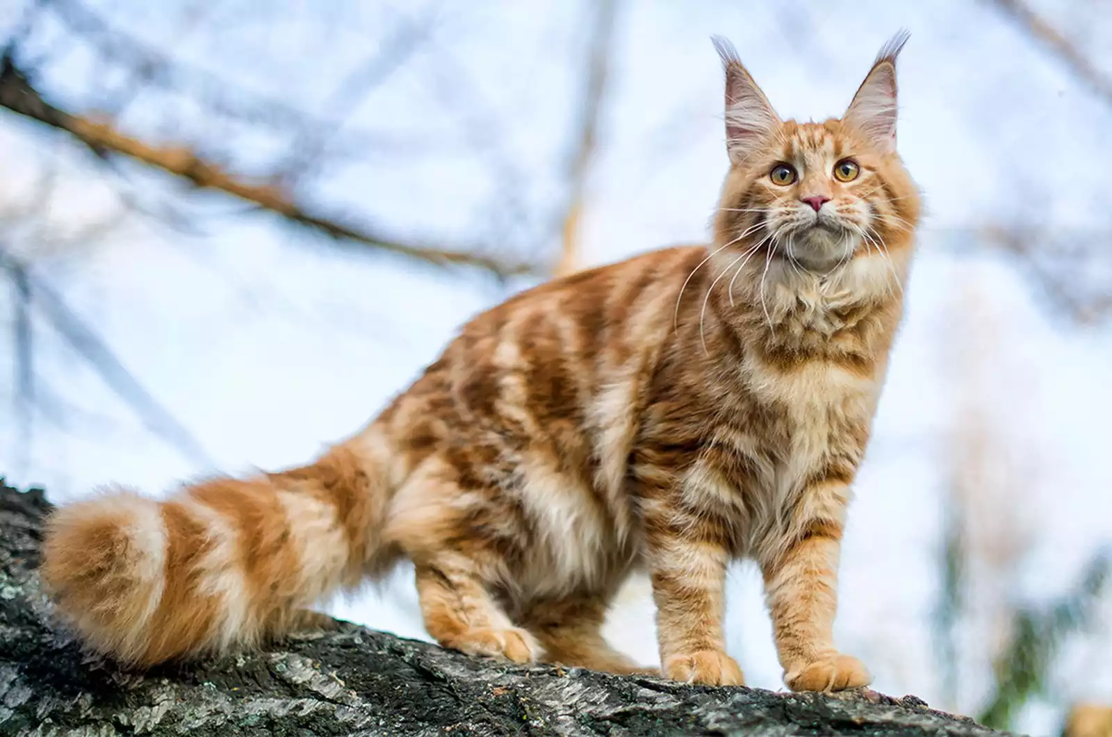 گربه نژاد مین کون - Maine coon