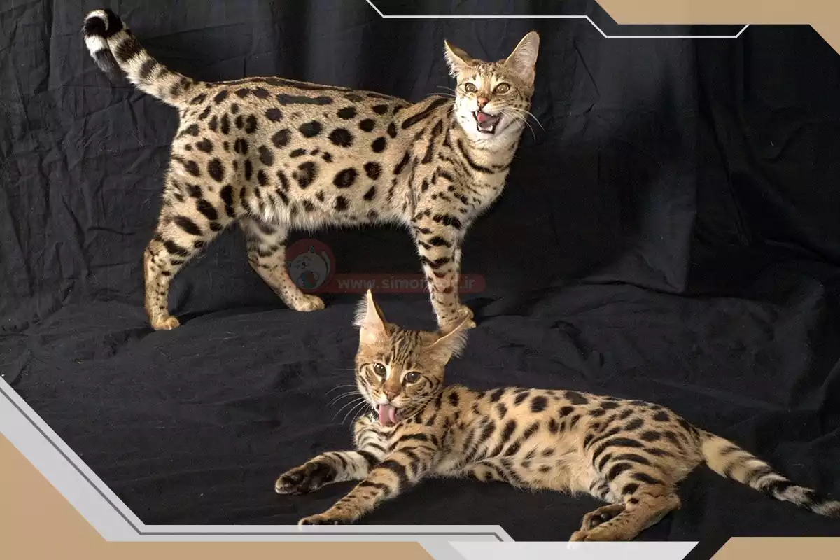 گربه نژاددار