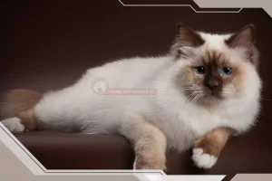 گربه نژاددار دو رگه
