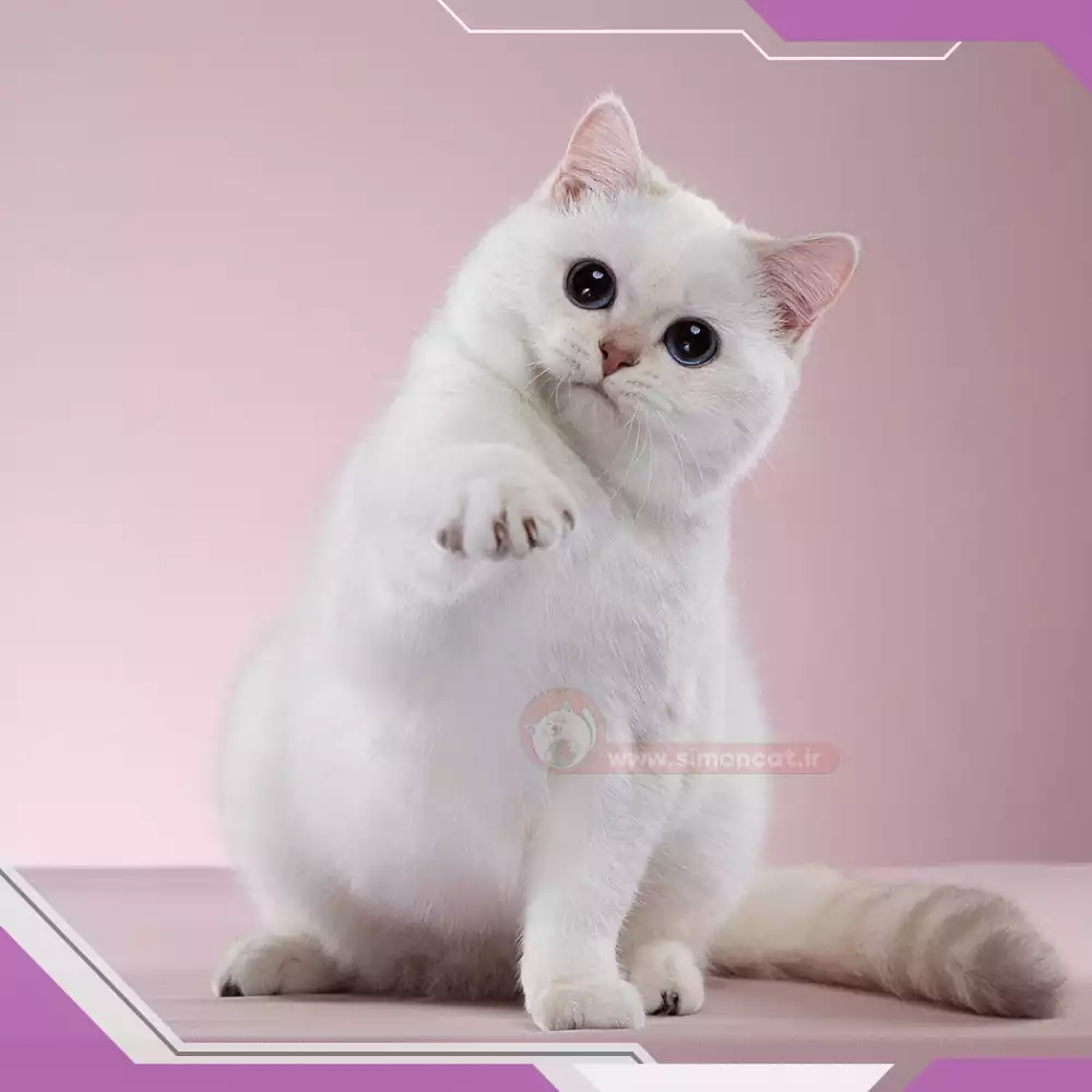 گربه نژاددار