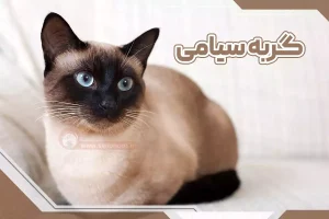 گربه های سیامی