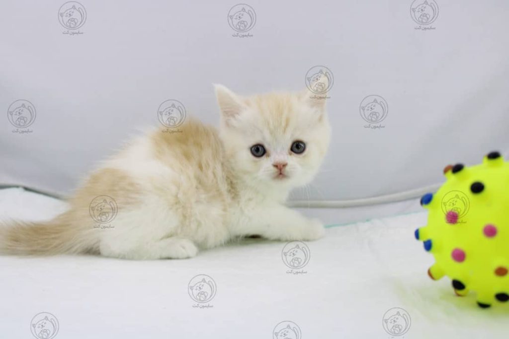 بچه گربه نژاد پرشین