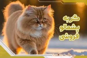 گربه پشمالو فروشی