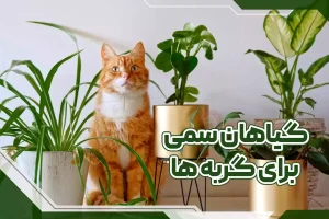 گیاهان سمی برای گربه ها