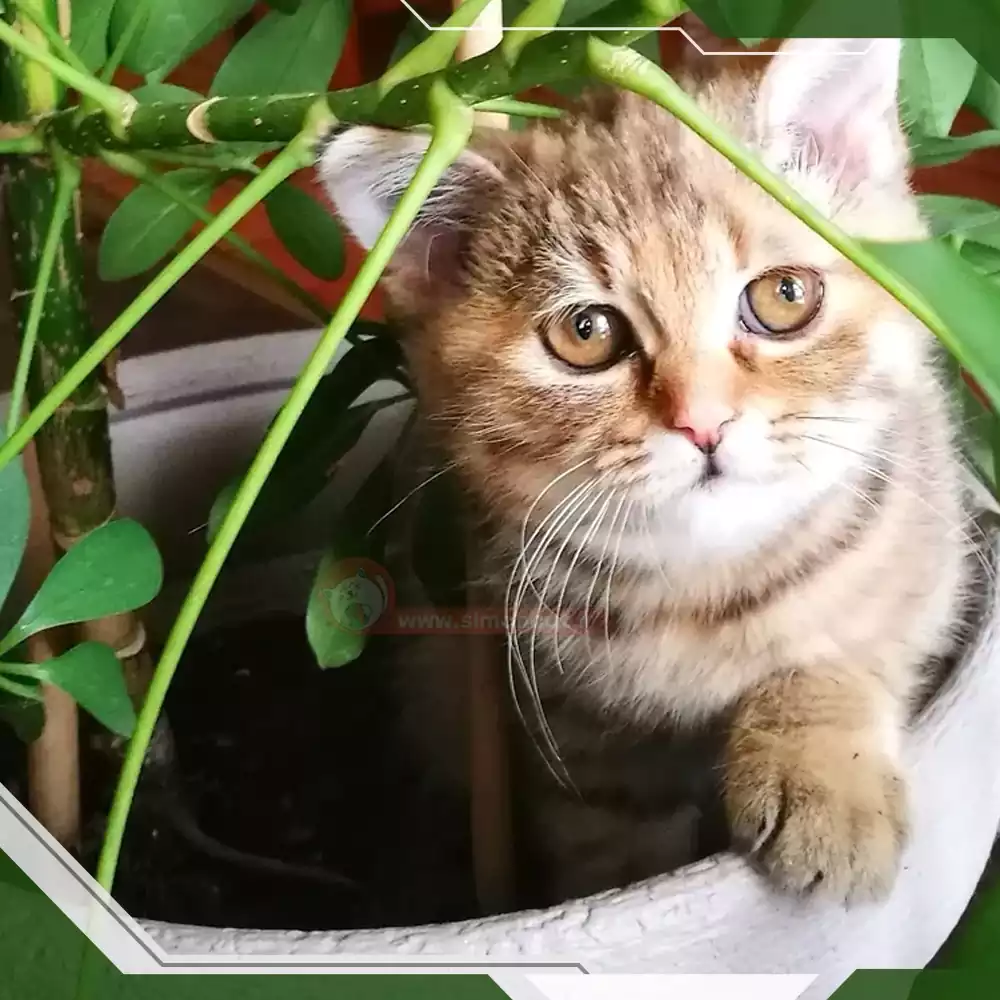 گیاهان مورد علاقه گربه