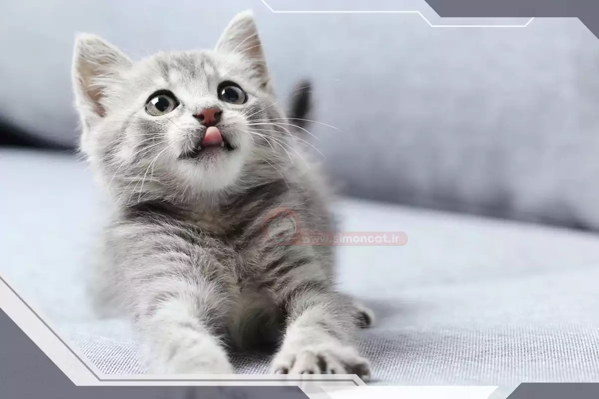 بچه گربه نژاددار