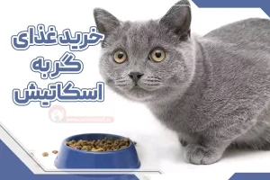 خرید غذای گربه اسکاتیش