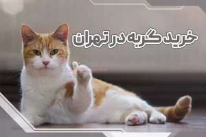 خرید گربه در تهران