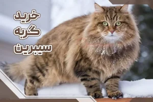 خرید گربه سیبرین
