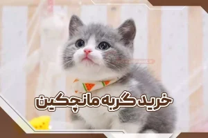 خرید گربه مانچکین