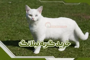 خرید گربه نبلانگ