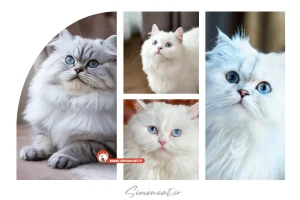 خرید گربه پرشین سفید چشم آبی