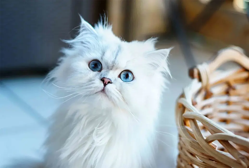 خرید گربه پرشین چشم ابی