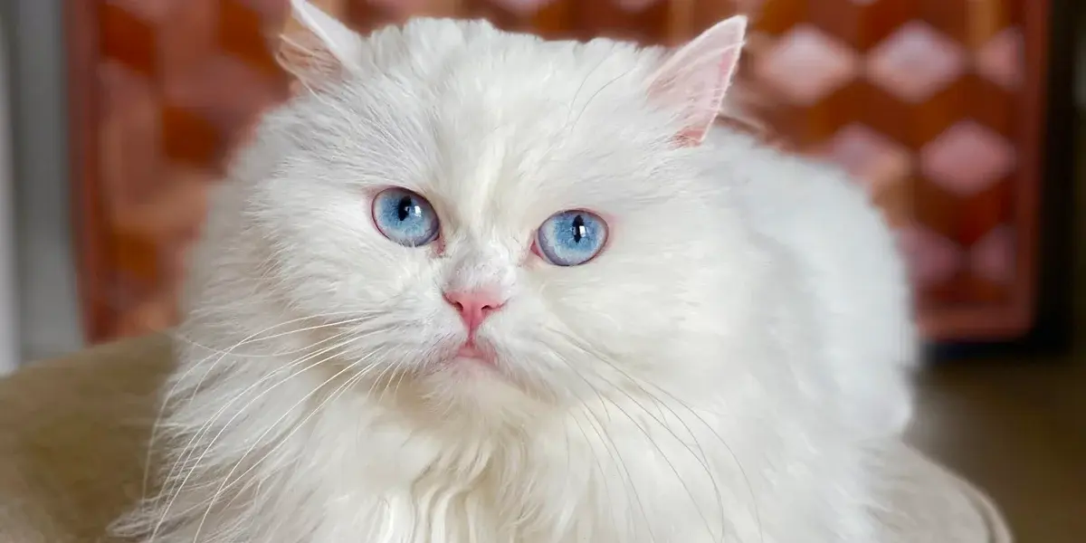 خرید گربه چشم ابی