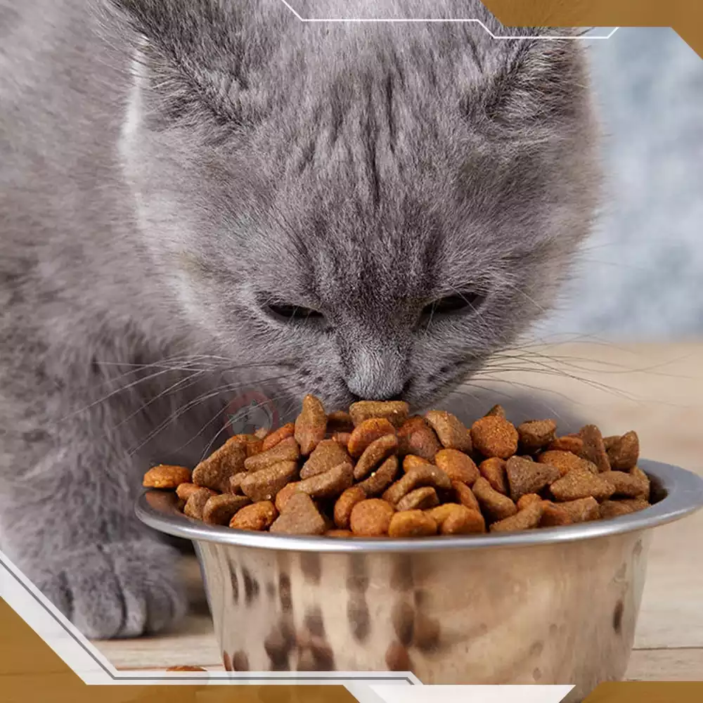 غذای گربه اسکاتیش