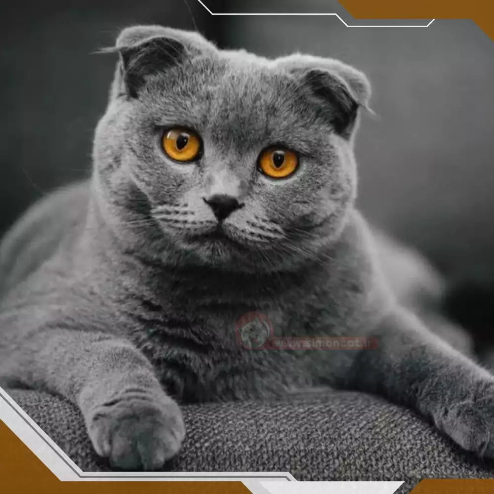 نژاد گربه اسکاتیش