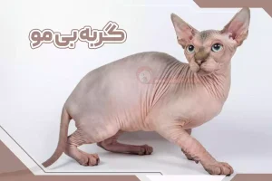 گربه بی مو