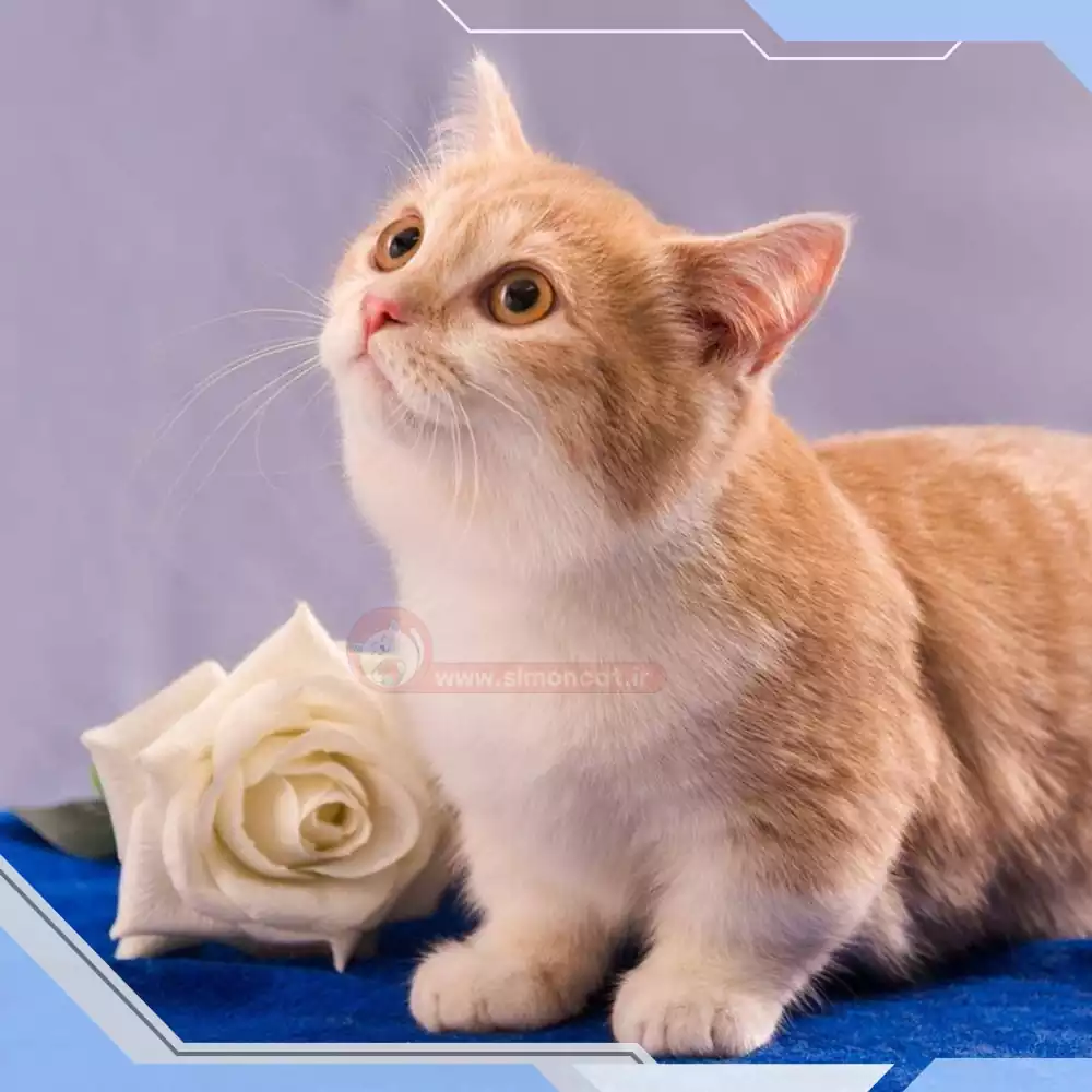 گربه نژاد موکوتاه