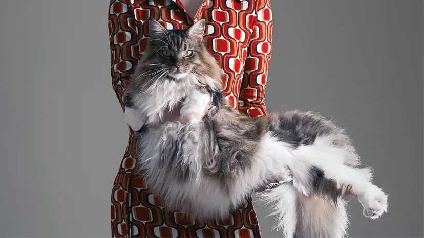 معرفی کامل گربه مین کوون (Maine coon)