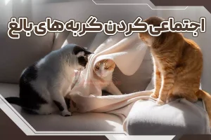 اجتماعی کردن گربه های بالغ