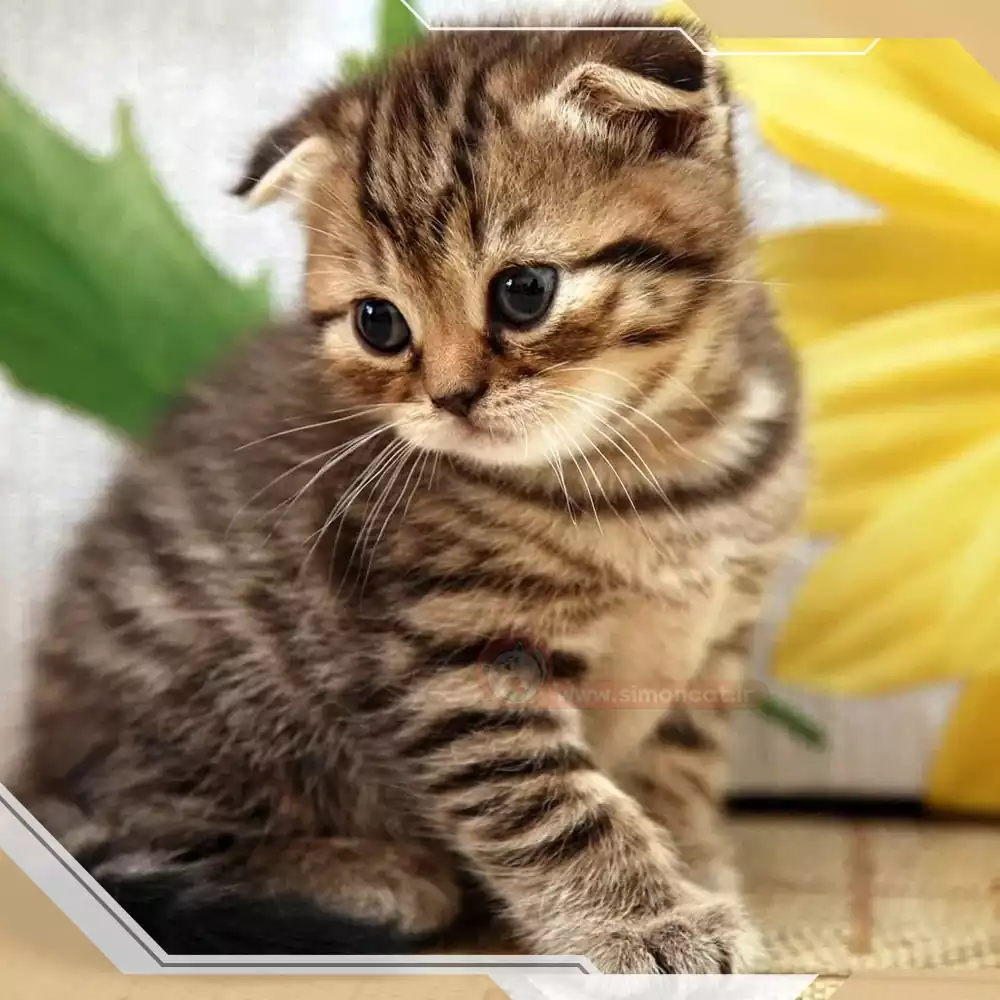 اسکاتیش فولد قهوه ای