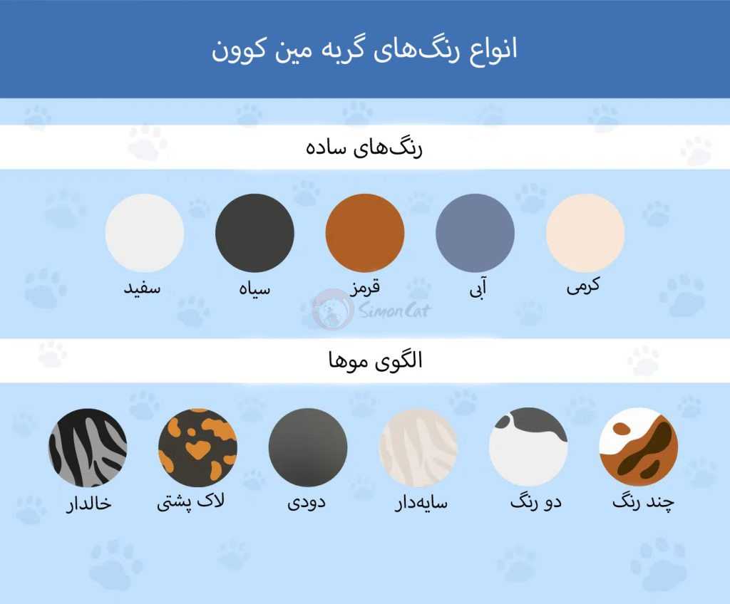 انواع گربه مین کون بر اساس رنگبندی موها
