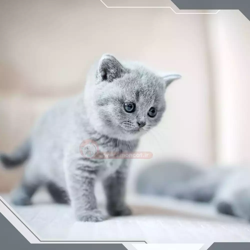 بچه گربه بریتیش