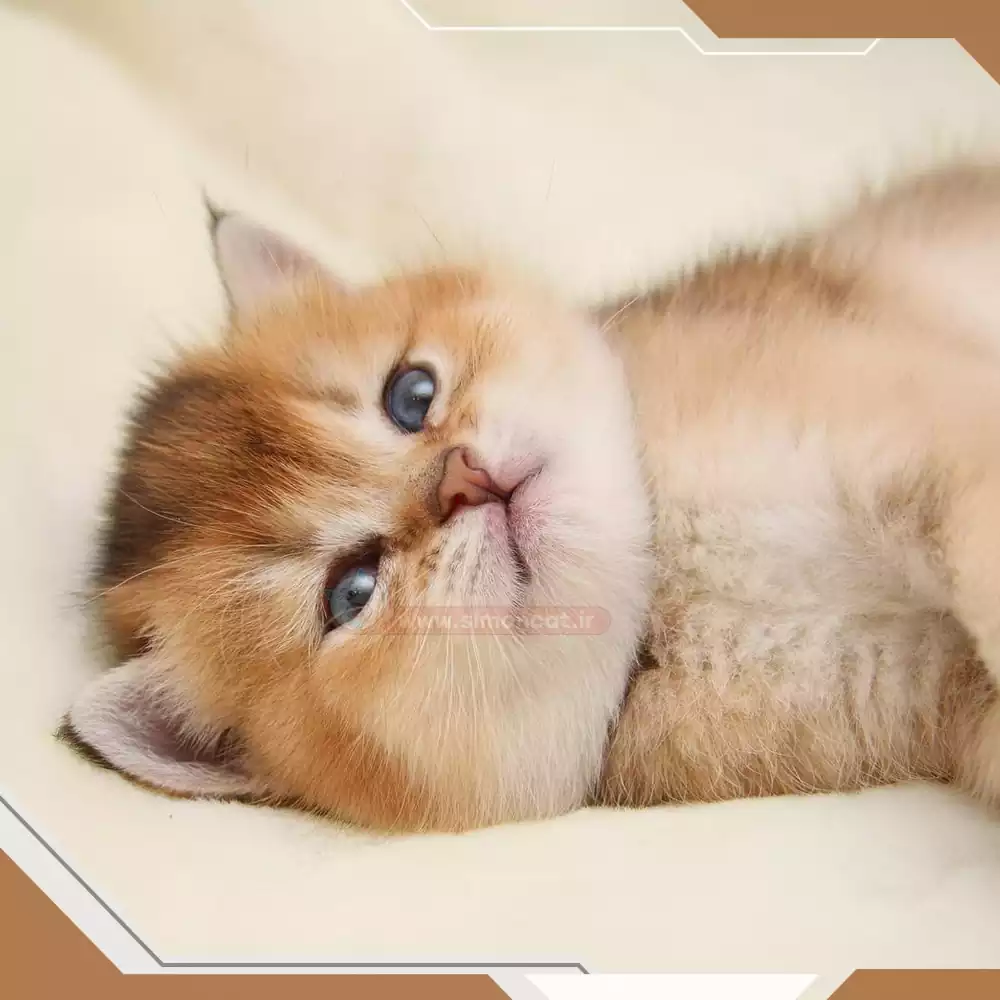 بچه گربه بریتیش