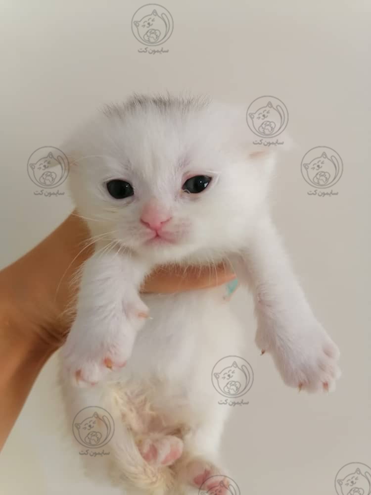 بچه گربه کوچک