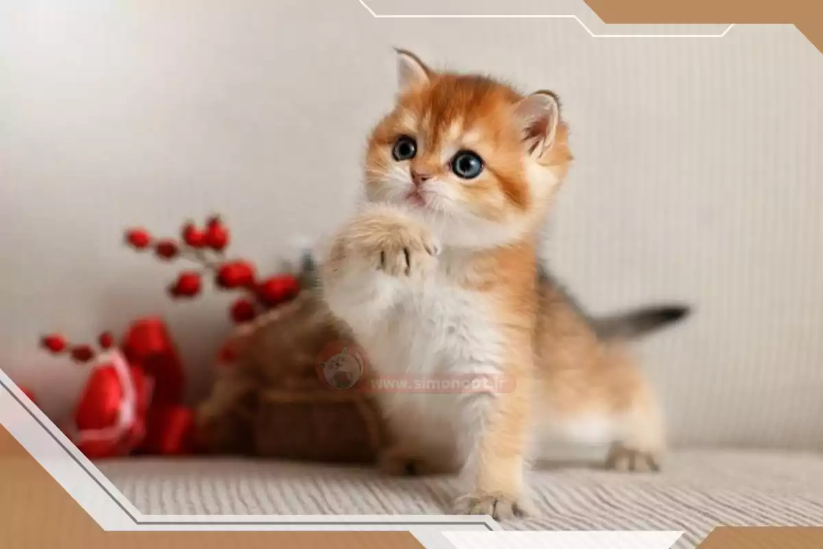 بچه گربه نژاددار